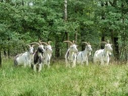 Goats on the field in the Netherlands