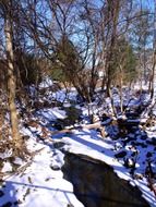 stream among trees in the snow