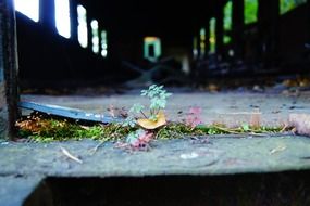 Plant in the wagon