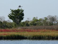 Landscape of Chesapeake bay