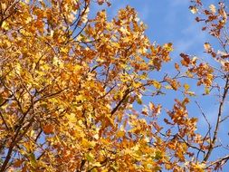 Golden leaf tree in autumn