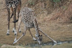 giraffes at a watering hole in tanzania