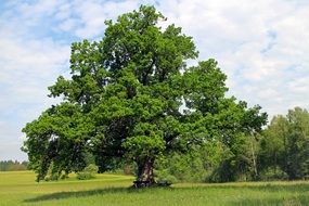 irresistible oak tree