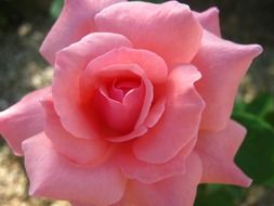 closeup photo of huge open rosebud of soft pink color