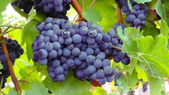 clusters of blue grape