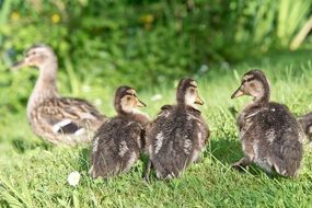 young ducks plumage