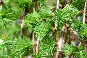 green tree ornamental plant