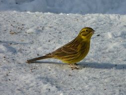 little yellow bird goldammer in the snow