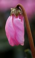 Pink cyclamen flower