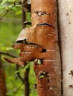 nature birch bark