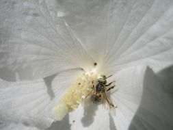 Bee is making pollen