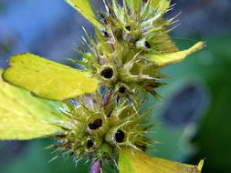 closeup photo of wild plant in meadow