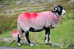 pink sheep on a hill