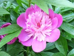 peony bush with pink flowers close-up