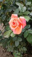 photo of a lonely orange rose bud on a bush