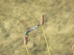 beautiful blue dragonfly in flight