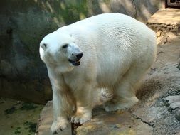 white predatory bear