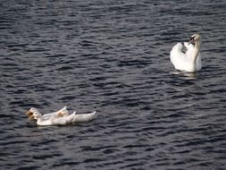 white swans on the lake