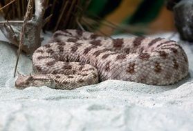 spotted sand viper in Africa