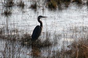 astounding heron marsh bird