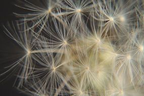 Close-up of the dandelion flower