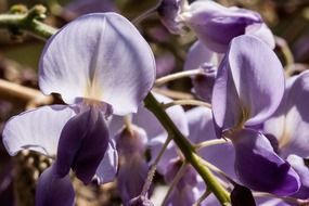 impressive blue wisteria