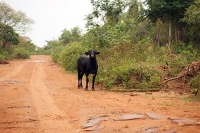 Bull on a road