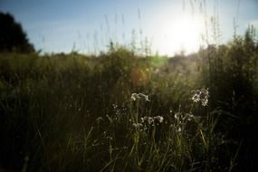 meadow grass after rain