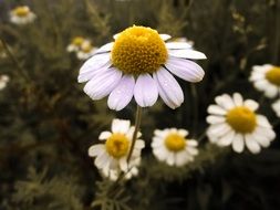 dasy flower in the garden