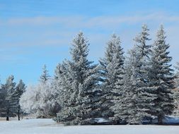 evergreen spruce in the snow in the forest