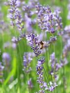 insect on lavender bud