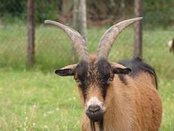 Goat on the grass near the fence