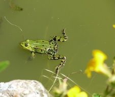 frog on a green pond