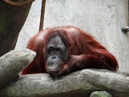 orangutan in the zoo in Illinois