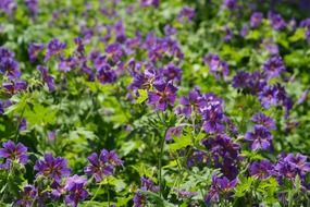 field of cranesbill flowers