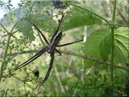 Big spider in nature