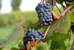 blue grapes on the vine in autumn