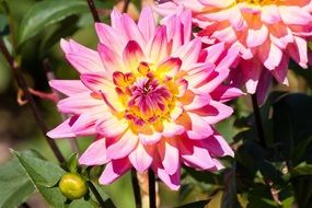 yellow pink dahlias