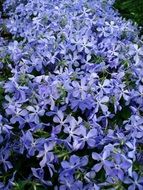 bush with spring flowers