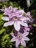 striking clematis blossom