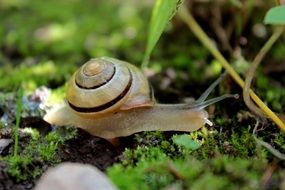 snail is creeping on green moss