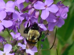 bee pollinating purple flowers