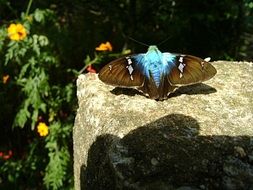 brown-blue butterfly on the stone