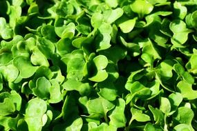 closeup picture of green wild rocket seedlings