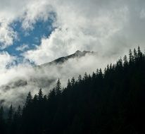 clouds over the peaks of trees