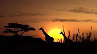 silhouettes of giraffes in the sunset in Africa