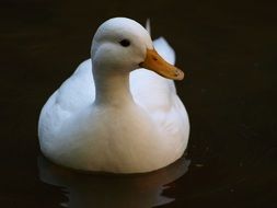 white duck on the river