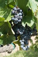 vineyard in Tuscany