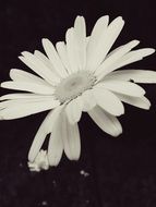 black and white picture of a daisy flower