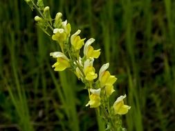 yellow common snapdragon in the garden close-up on blurred background